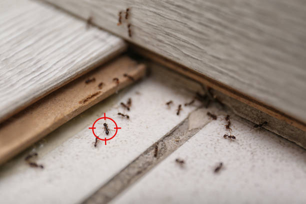 Best Wildlife Control Services  in East Oakdale, CA