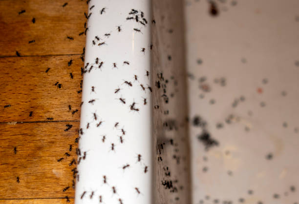 Best Best Pest Control Companies  in East Oakdale, CA