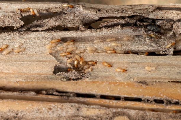 Best Affordable Pest Control Services  in East Oakdale, CA