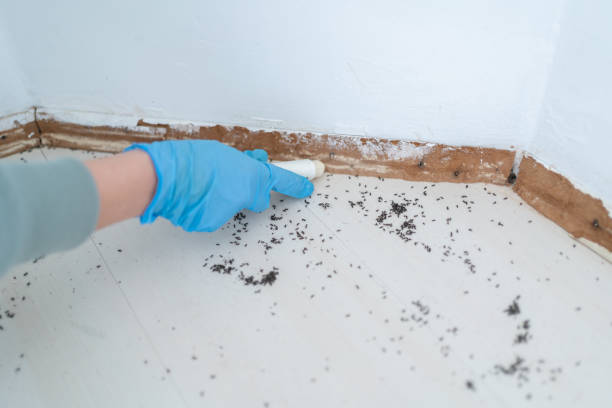 Trusted East Oakdale, CA Pest Control Experts